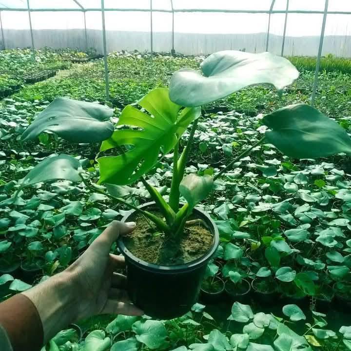 Plant 6